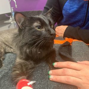 Meet your Posher, David